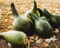 Martinhouse Bottle Gourd - 25 Seeds - Grow Your Own Purple Martin Birdhouses, Non-GMO, Heirloom Bottle Gourd Seeds for Planting in The Home Garden, Thresh Seed Company