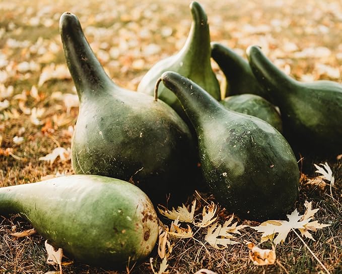 Martinhouse Bottle Gourd - 25 Seeds - Grow Your Own Purple Martin Birdhouses, Non-GMO, Heirloom Bottle Gourd Seeds for Planting in The Home Garden, Thresh Seed Company