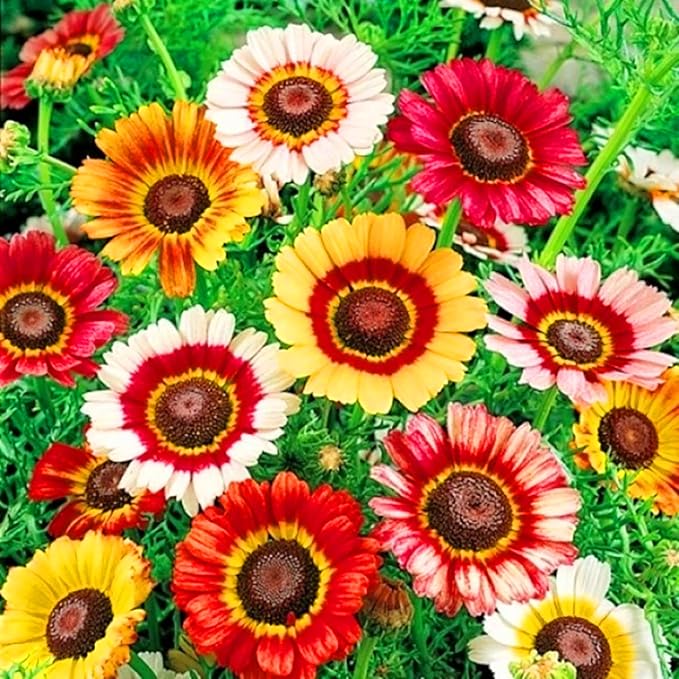 Mixrug Painted Daisy Flower Seeds for Planting, 1000pcs Painted Daisy Wildflower Seeds Non-GMO Heirloom Rare Glebionis carinata Flower Plants, Open Pollinated Beauty Home Garden for Outdoors