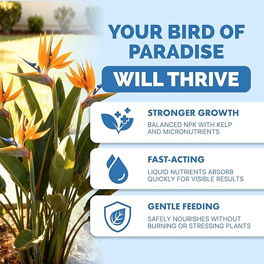 Bird of Paradise Fertilizer – Liquid Plant Food for Bigger Tropical Leaves, Stronger Roots & Healthy Upright Growth, 8 oz