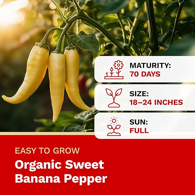 The Harvest Company Organic Seeds Collection – USDA Certified, Non-GMO, Open-Pollinated for Indoor & Outdoor Planting (Sweet Banana Pepper)