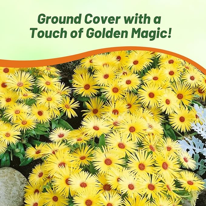 Outsidepride Gelato Yellow Ice Plant Seeds - 10000 Pcs Perennial, Drought Tolerant Ground Cover Seeds for Planting Vibrant Trailing Blooms, Ideal for Sunny Gardens & Xeriscape Landscaping
