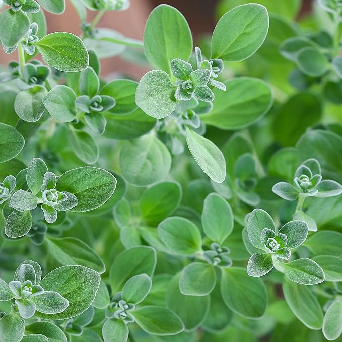 TKE Farms & Gardens - Marjoram Seeds for Planting, 500 Mg, 2000 Heirloom Seeds, Non-GMO, Packet Includes Instructions for Growing, Origanum majorana, Qty 1