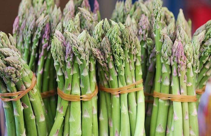 50+ Seeds Mary Washington Asparagus (Sparrow Grass) - Vegetable Green