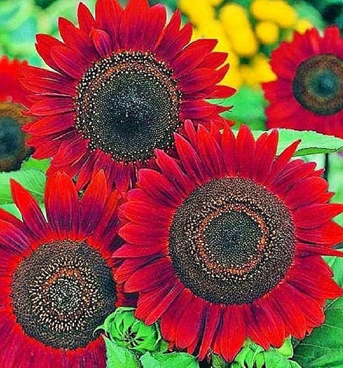 RattleFree Velvet Queen Sunflower Seeds for Planting | Heirloom | Non-GMO | 50 Sunflower Seeds per Planting Packet | Fresh Garden Seeds