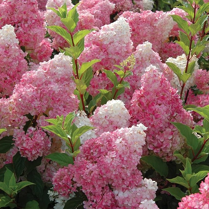 250+ Mixed Panicle Hydrangea Seeds for Planting Flowers Bush Plants Non-GMO Heirloom Seeds Perennial Flower Plant Wedding Outdoor Garden