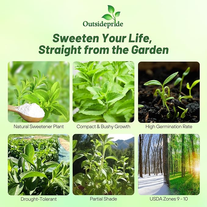 Outsidepride Stevia Sweetleaf Seeds - 50 Pcs. Perennial, Versatile & Low Maintenance, Herb Seeds for Planting Tender & Sweet Leaves, Great for Culinary Creations, Tea Blends, and Homemade Recipes