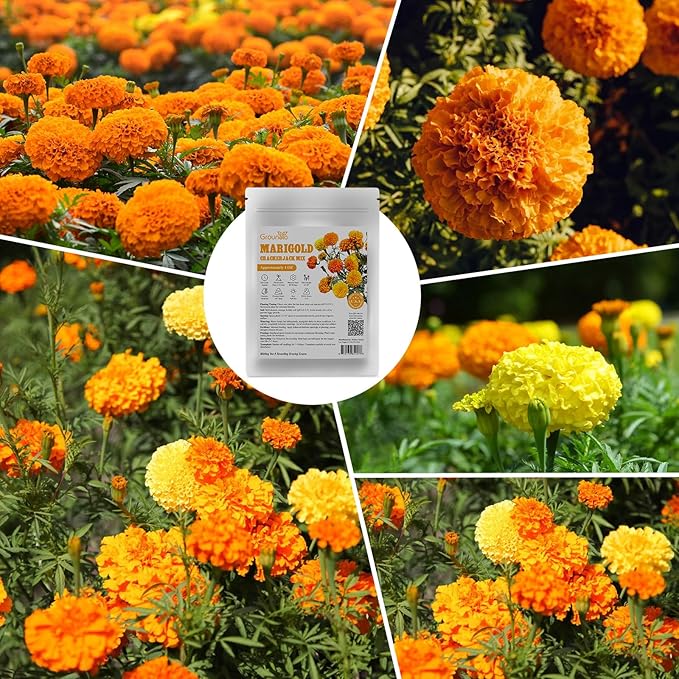Groundio Marigold Seeds, 1 OZ Over 9500+ Seed, Cracker Jack in Mix Color for Planting Indoor & Outdoor, Attract Pollinators, Non-GMO | Heirloom | USDA Zone 2-11