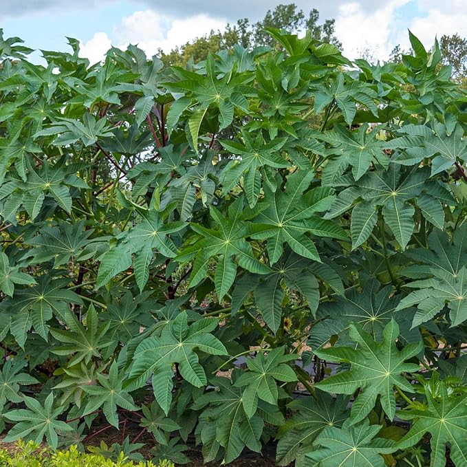 Castor Bean Seeds - Add a Fast-Growing Tropical Feel to your Yard - 10 Seeds per Packet