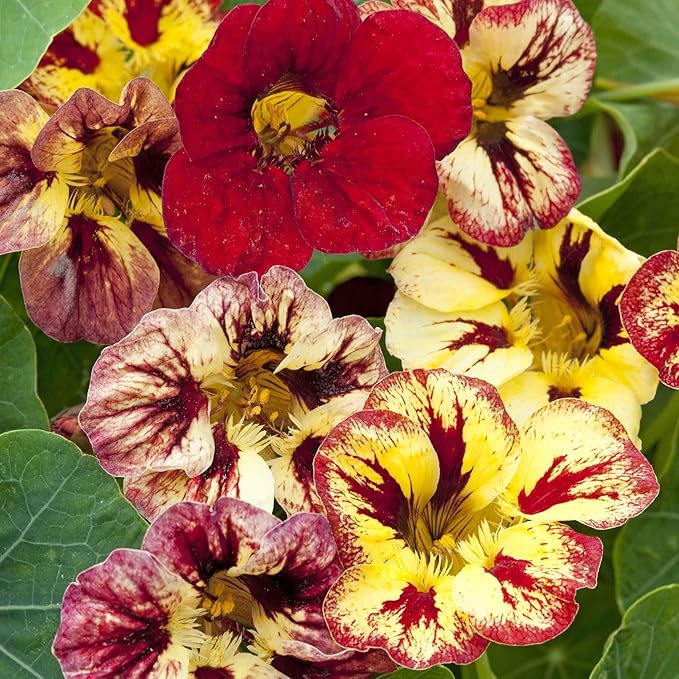 Eden Brothers Nasturtium Seeds - Bloody Mary