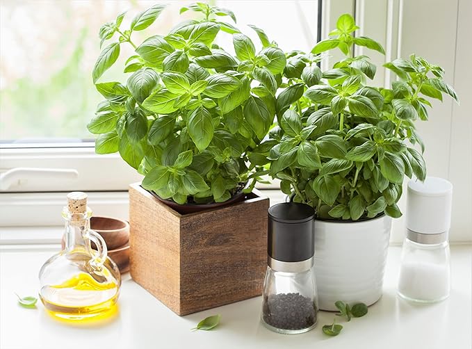 RAISE ME UP: Seeds Sweet Basil Indoor Green Herbs Non GMO Heirloom