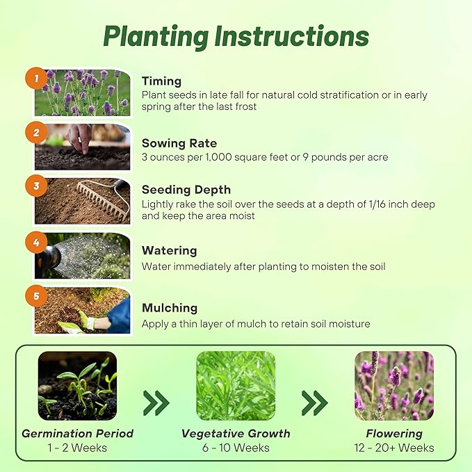 Outsidepride Purple Prairie Clover Seeds - 1 lb. Perennial Seeds for Planting, Easy to Grow, Drought & Heat Tolerant, High Protein Forage for Livestock, Ideal for Meadow Gardens, & Xeriscaping