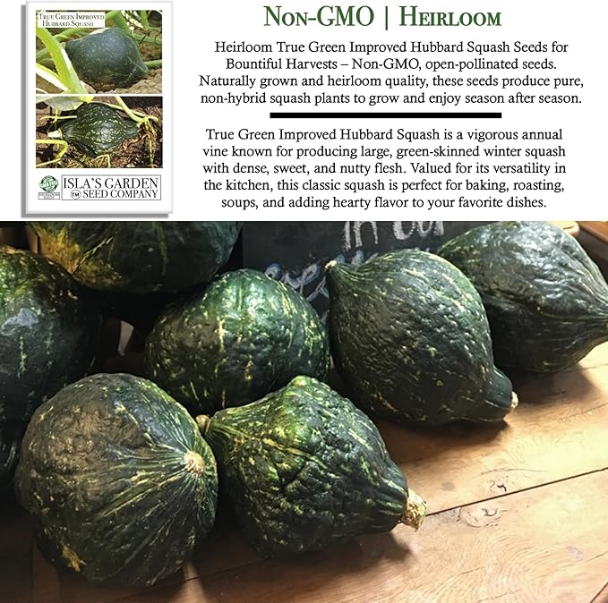 True Green Improved Hubbard Squash Seeds (Cucurbita Maxima) – 25 Heirloom Non-GMO Seeds by Isla’s Garden Seeds, Ideal for Planting, Excellent for Home Gardens, Perfect Gardening Gift
