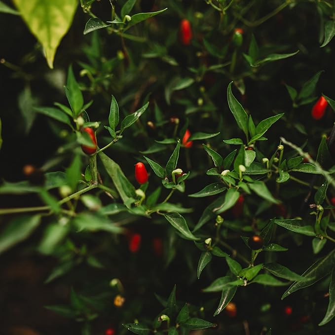 Thai Hot Chile Pepper - 25 Seeds - Dwarf Heirloom Variety, Great for Containers, Patios, Raised Beds, USA-grown Chili Seeds, non-GMO Seeds for Planting Outdoors in the Home Garden, Thresh Seed Company