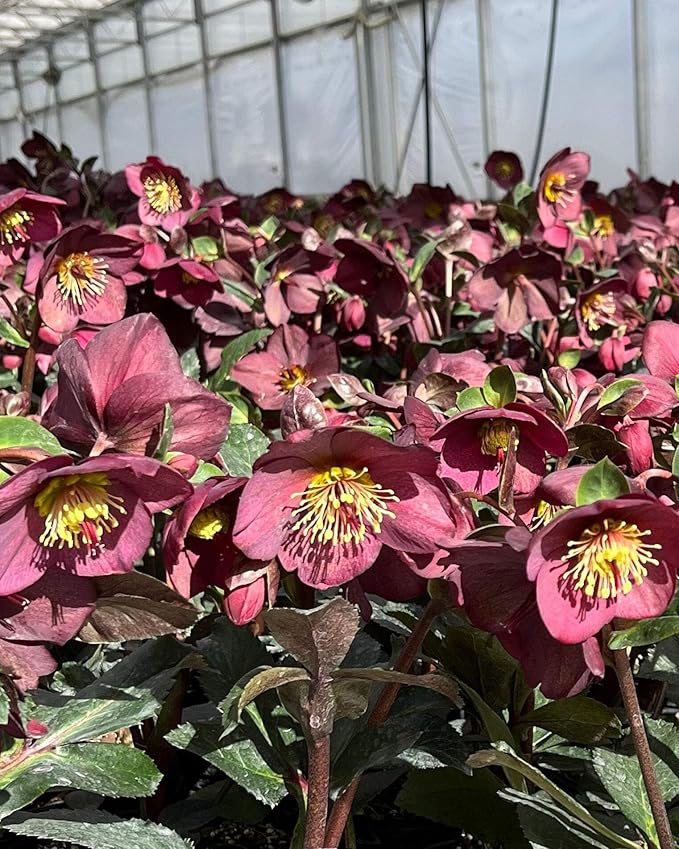 Perennial Farm Helleborus HGC® Ice N' Roses® Red No. 1