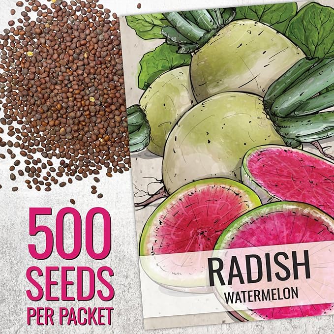 Seed Needs Radish Seeds for Planting Watermelon Radishes - Non-GMO Heirloom & Untreated - Grow a Home Grown Vegetable Garden - Cool Weather Crops (2 Packs)