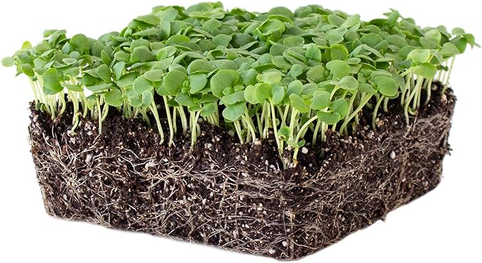 Genovese Basil Microgreens Seeds - 1 Lb ~256,000‬ Seeds - Non-GMO Bulk Seed for Growing Micro Herbs, Indoor Gardening, Herb Garden, Micro Greens