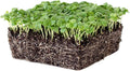 Genovese Basil Microgreens Seeds - 4 oz ~ 64,000 Seeds - Non-GMO Bulk Seed for Growing Micro Herbs, Indoor Gardening, Herb Garden, Micro Greens