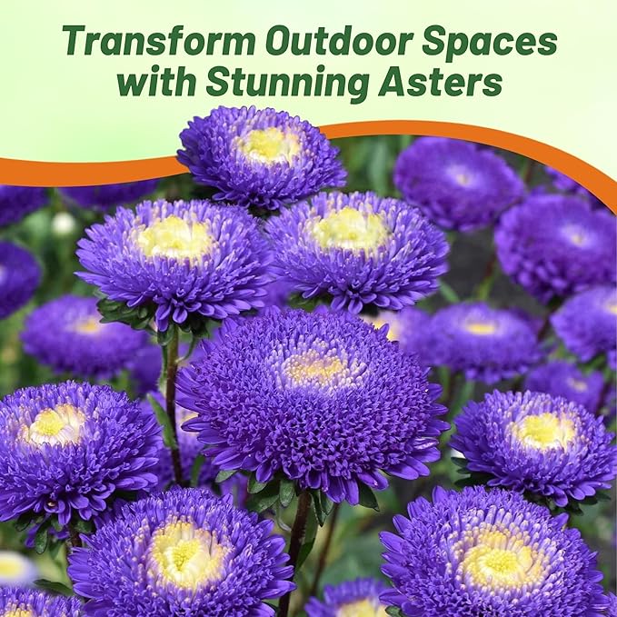 Outsidepride Tall Pompon Blue Aster Seeds - 2000 Pcs. Annual, Hardy & Pollinator Friendly Flower Seeds for Planting Vibrant Disc-Shaped Blue Blooms, Ideal for Meadows & Aesthetic Gardens