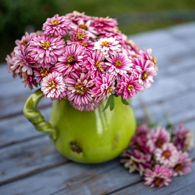 Eden Brothers Zinnia Seeds - Zahara Double Raspberry Ripple, Non-GMO Seeds for Planting, Packet | Low-Maintenance Flower Seeds, Plant During Spring, Zones 3, 4, 5, 6, 7, 8, 9, 10