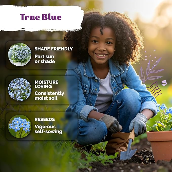 KVITER 1200 Forget Me Not (Myosotis sylvatica) Seeds – Charming Blue Spring Flowers for Shady Gardens – Easy to Grow, Ground Cover Use, Perfect for Borders and Containers