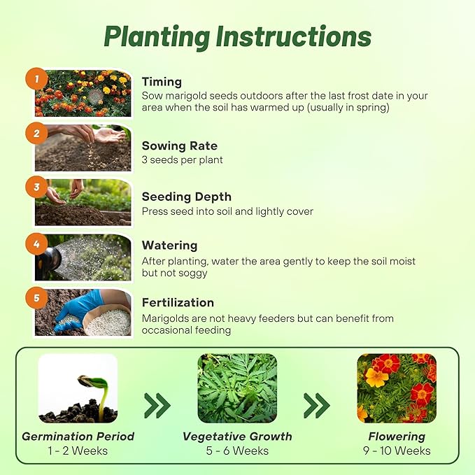 Outsidepride Sunglow French Marigold Seeds - 200 Pcs Annual, Compact, Heat & Drought Tolerant Flower Seeds for Planting w/Double Crested, Bi-Colored Blooms, Ideal for Vibrant Pollinator Gardens