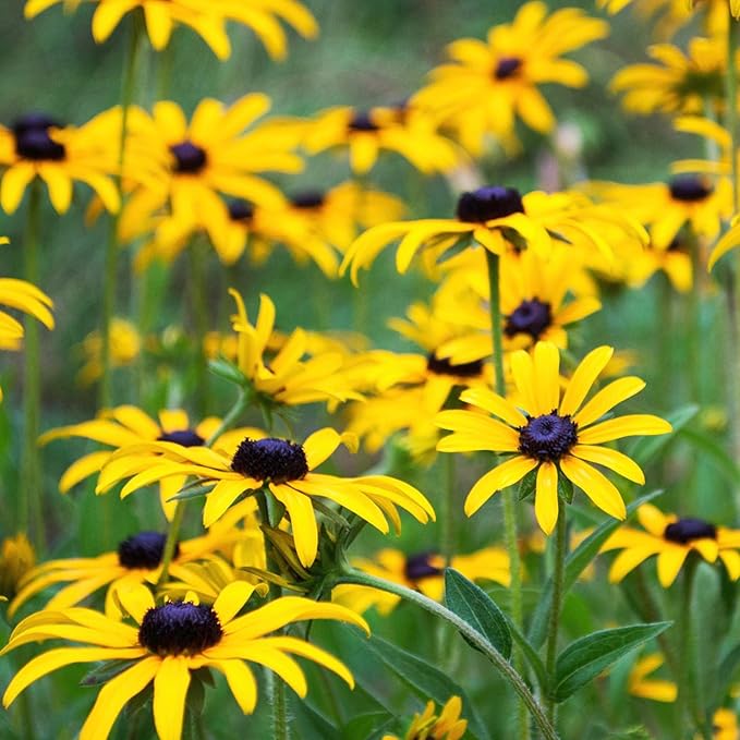 Seed Needs Black Eyed Susan Seeds for Planting | 120,000+ Seeds Rudbeckia Hirta Perennial Yellow Flowers | Bulk 1.4 Ounce Resealable Pouch | Black-Eyed Susan Garden Favorite