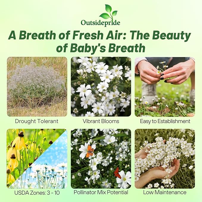 Outsidepride Gypsophila White Baby's Breath Seeds - 1/4 lb. Annual Hardy, Easy to Grow & Drought Tolerant Wild Flower Seeds for Planting Vibrant Blooms in Pollinator Gardens & Floral Arrangements