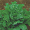 Subzero Kale Cover Crop 1 Oz~8,000 Seeds – Brassica oleracea – Non-GMO Hybrid – Cold-Tolerant Forage for Livestock, Deer & Wildlife – Annual Brassica – Fast-Growing Winter Hardy Greens – 55–70 Days