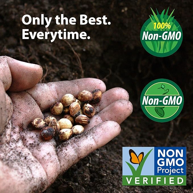 Graffiti Hybrid Cauliflower Garden Seeds - 100 Seeds - Non-GMO, Purple - Vegetable Gardening Seed by Mountain Valley Seed