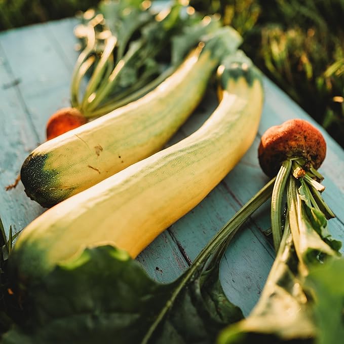 Golden Zucchini - 25 Seeds - Heirloom Yellow Zucchini Variety, Non-GMO Heirloom Zucchini Seeds for Planting Outdoors in The Home Garden, Thresh Seed Company