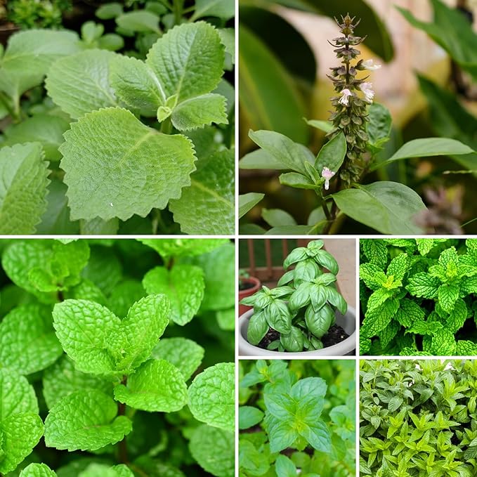 5 Assorted Herb Live Plants, Combo Herb Starter Plants, 4-8" Tall Mix Rosemary, Lemon Balm, Basil, Oregano and More Fragrant Herbs Varieties for Garden, Patio and Kitchen Growing, No Pot