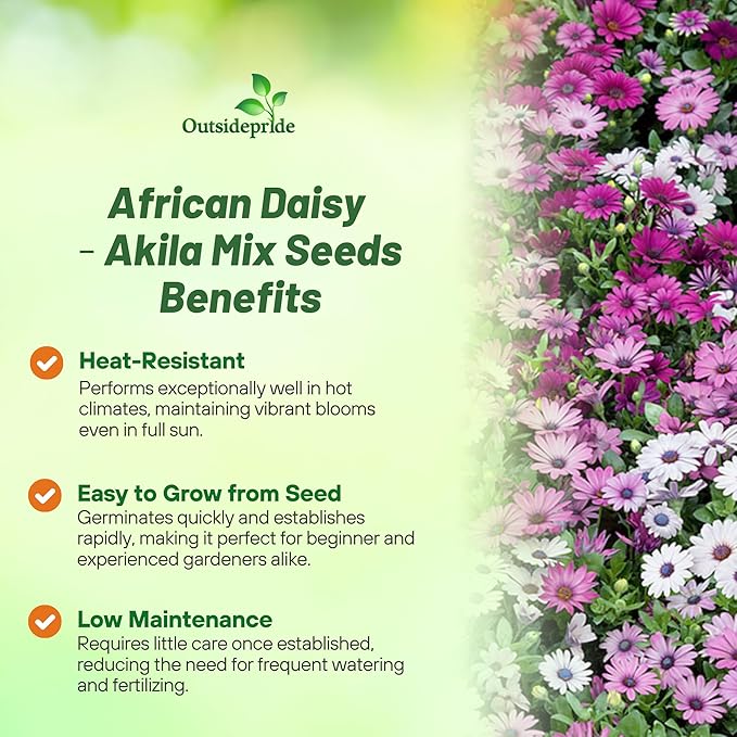 Outsidepride Akila Mix Osteospermum African Daisy Seeds - 20 Pcs. Perennial Flower Seeds for Planting Outdoors with Long-Lasting Blooms, Drought-Tolerant, Easy to Grow for Sunny Gardens & Borders