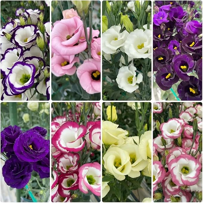 Lisianthus Flower Seeds for Planting - 1000+ Annual Lisianthus Double Flower Seeds