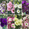 Lisianthus Flower Seeds for Planting - 1000+ Annual Lisianthus Double Flower Seeds