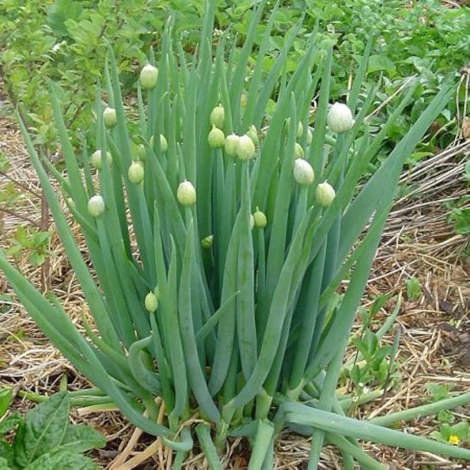 CEMEHA SEEDS - Seeds Green Welsh Onion Bunching Non GMO Vegetable for Planting