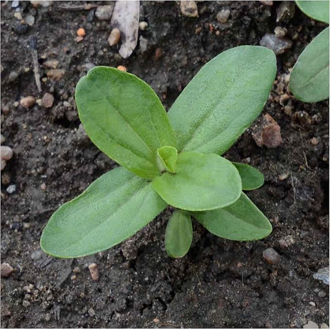 Seed Needs Zinnia Seeds for Planting California Giants Zinnias Blend - Heirloom & Open Pollinated Flowers to Grow an Outdoor Wildflower Butterfly Garden to Attract Pollinators (1 Pack)