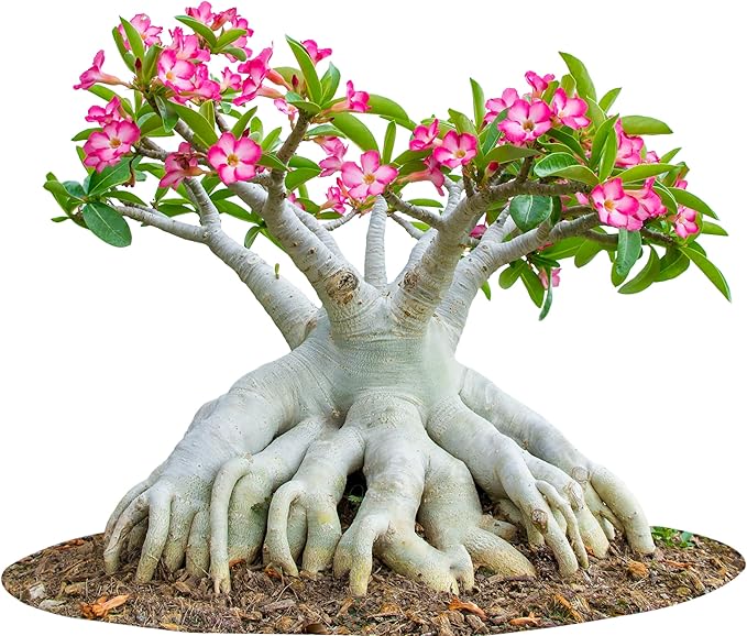5 Desert Rose Seeds for Planting Mixed Color Ready to Grow Adenium Obesum Seeds Exotic Succulent Colorful Bonsai Plant Tropical Rose Flower Planting Non-GMO Heirloom