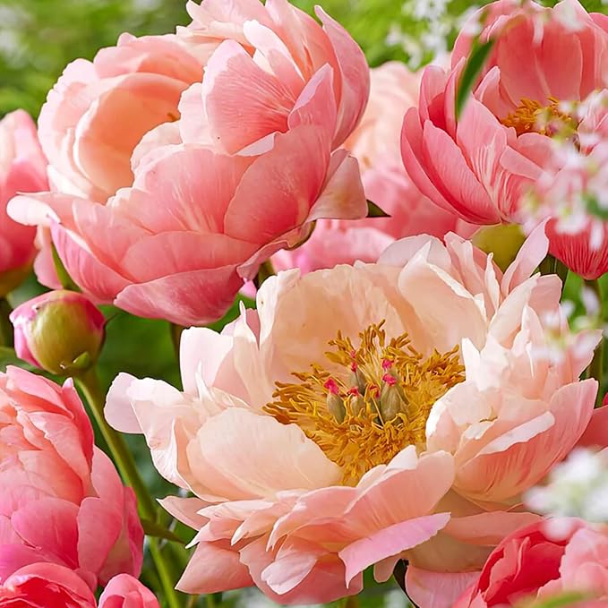 130+ Exotic Double Peony Seeds, Non-GMO Heirloom Rare Peony Seeds for Planting, Perennial Flowers with Ruffled Blooms, Attracts Butterflies Pollinators