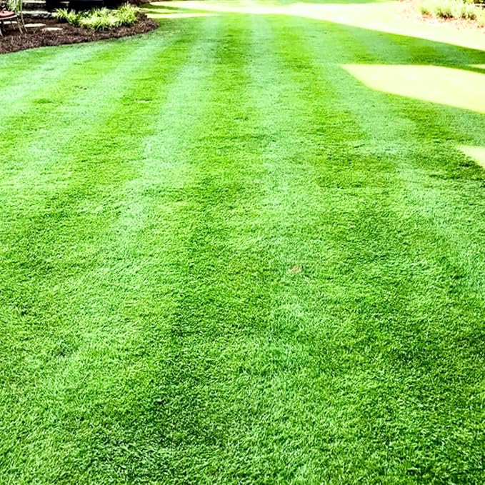 10000 Zoysia Grass Seeds Zoysia Japonic Seeds Lawngrass Seeds, Grow Outdoor in Backyard or Home Garden