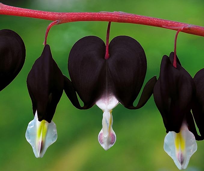 20 pcs Rare Mix Color Red Pink Purple White Bleeding Heart Seeds Shade Flower Garden Home Outdoor Indoor