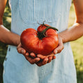 Brandywine Pink Heirloom Tomato - 50 Seeds - Heirloom & Open-Pollinated Variety, Non-GMO Amish Tomato Seeds for Planting in The Home Garden, Thresh Seed Company