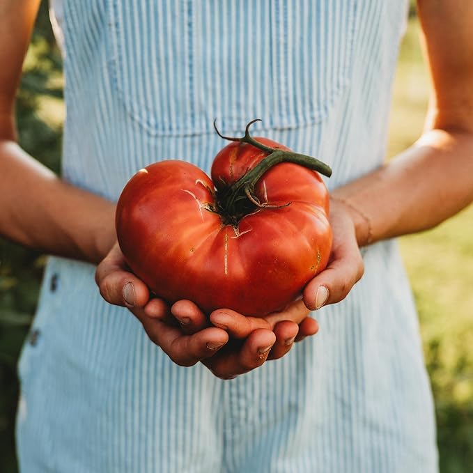 Brandywine Pink Heirloom Tomato - 50 Seeds - Heirloom & Open-Pollinated Variety, Non-GMO Amish Tomato Seeds for Planting in The Home Garden, Thresh Seed Company