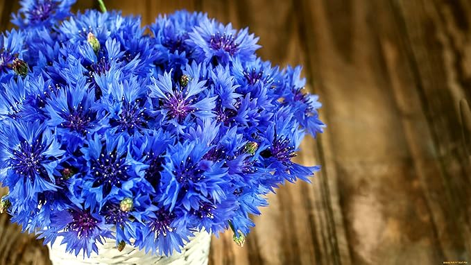 Blue Cornflower 300 Seeds for Planting Bachelor’s Buttons Boutonniere Flower Non-GMO