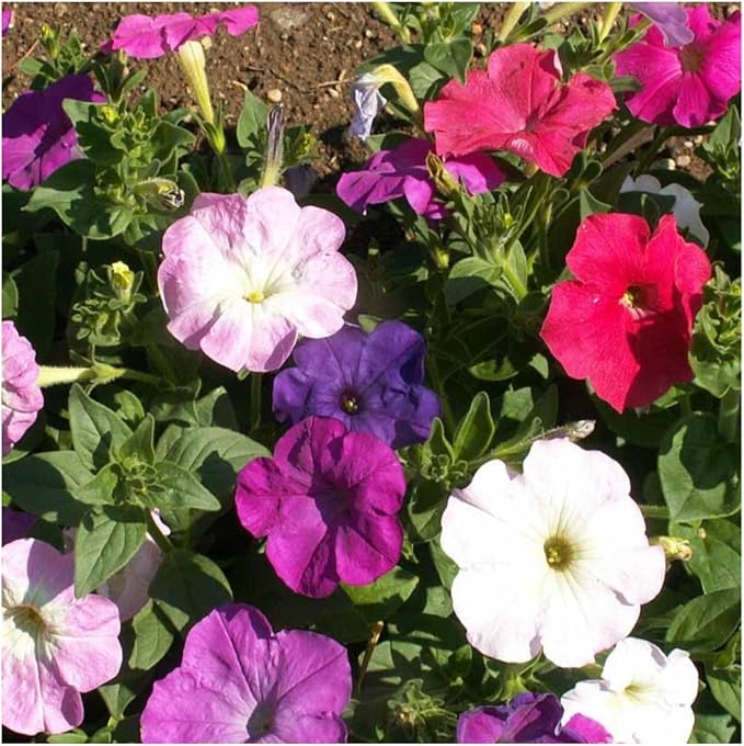 Seed Needs Petunia Seeds for Planting a Dwarf Mixture of Flowers - Heirloom & Open Pollinated - Grow an Outdoor Butterfly Garden to Attract Butterflies, Bees & Pollinators (1 Pack)
