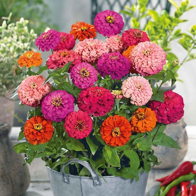 Eden Brothers Zinnia Seeds - Pulcino Mix, Non-GMO Seeds for Planting, Packet | Low-Maintenance Flower Seeds, Plant During Spring, Zones 3, 4, 5, 6, 7, 8, 9, 10