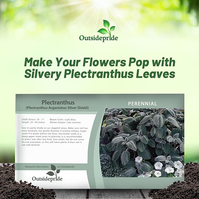 Outsidepride Silver Shield Plectranthus Seeds - 15 Pcs Perennial, Shade-Adapted, Heat-Friendly Plant Seeds for Outdoor Perennials, Attractive Silvery Foliage & Low Maintenance Garden Plants