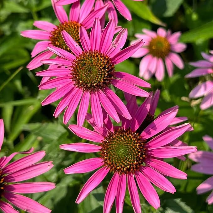 100 Purple Coneflower Seeds – Pink Echinacea Flower Seeds for Planting, Non-GMO Heirloom Variety for Wildflower Gardens