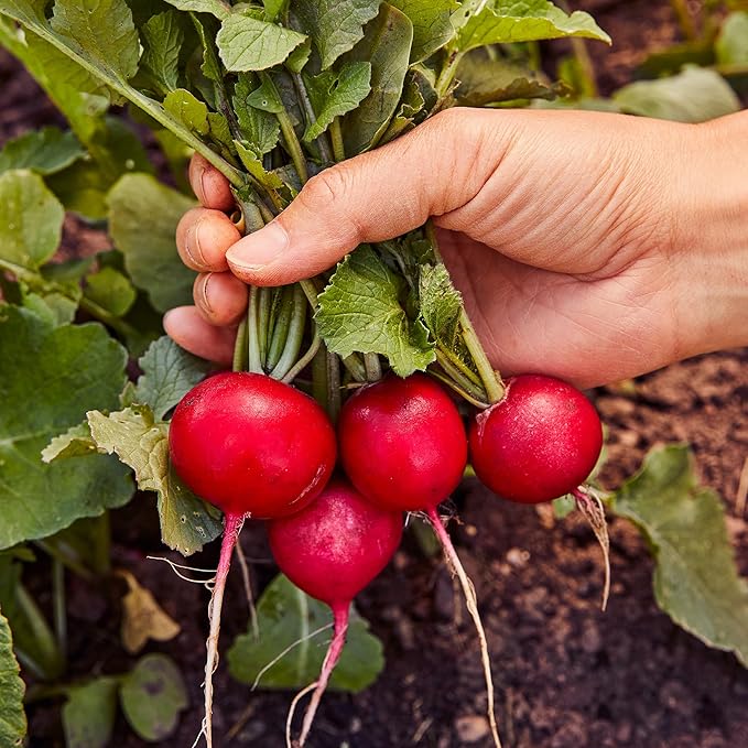 Burpee German Giant Radish Seeds - Huge, Crisp European Heirloom