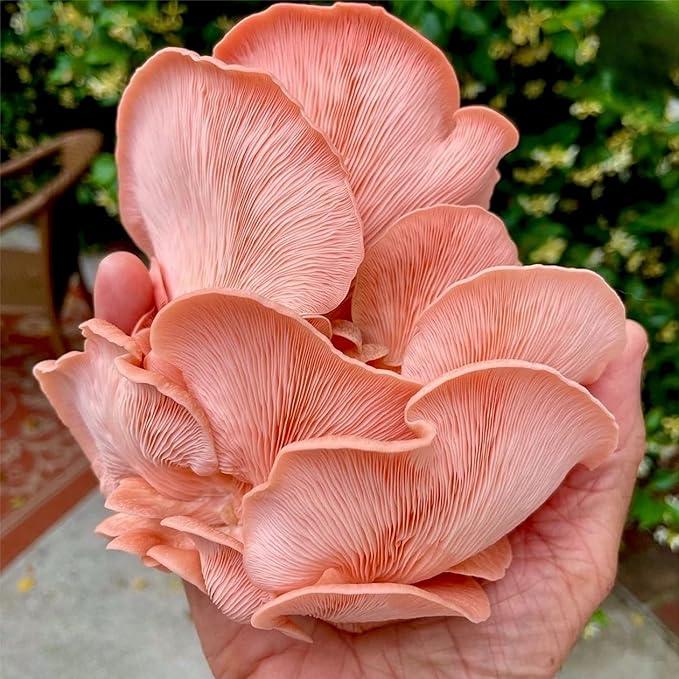 North Spore Organic Pink Oyster Mushroom Spray & Grow Kit (4 lbs) | USDA-Certified Organic, Non-GMO, Beginner-Friendly & Easy to Use | Handmade in Maine, USA